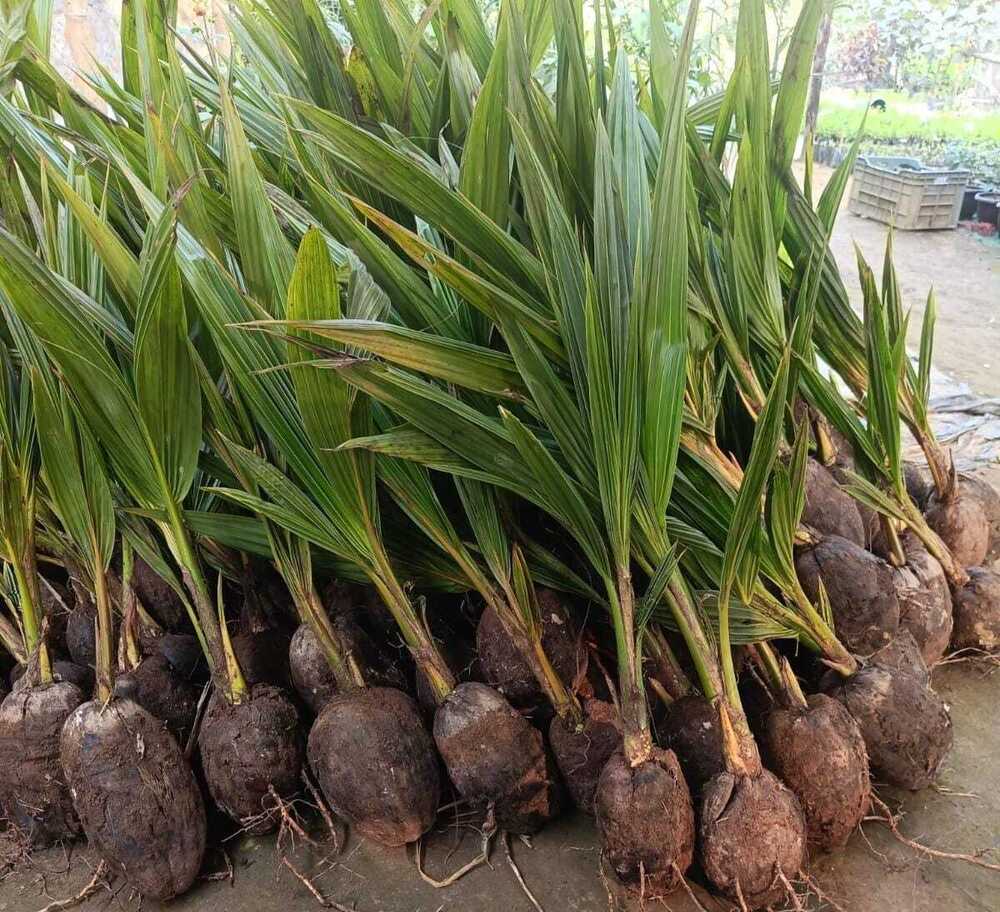 Local Variety Coconut Plants — Coconut sapling available at Agro Nursery Garden